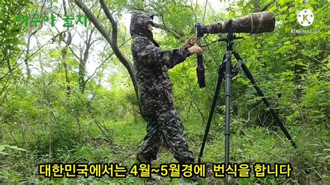 Dendrocopos Kizuki Japanese Pygmy Woodpecker Youtube