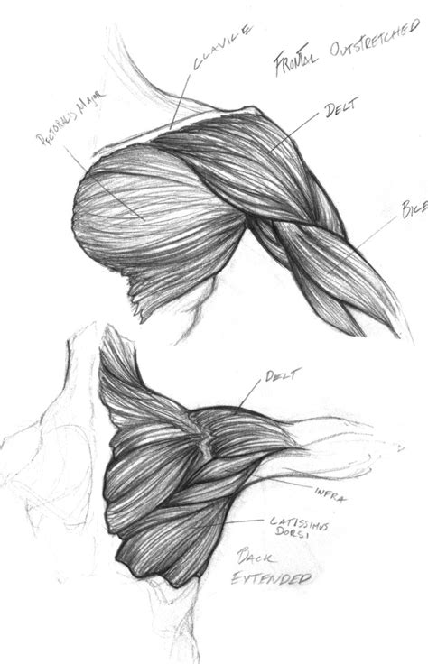 shoulder drawing reference drawingrjuucedunp
