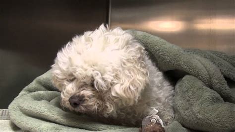 Hypoglycemia In Dogs
