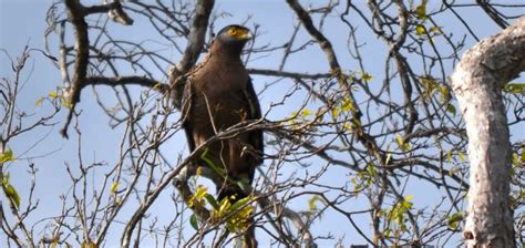 udawalawe Udawalawe - Nature-wilderness