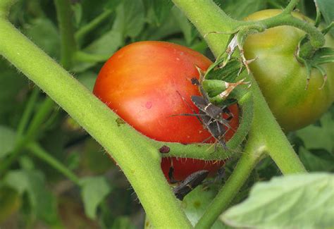 Mating Western Leaf Footed Bugs On Tomato What S That Bug