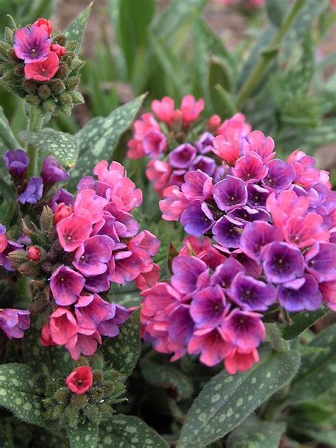 Pulmonaria Raspberry Splash Bluestone Perennials