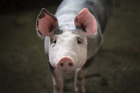 Pig Diseases Symptoms And Treatment