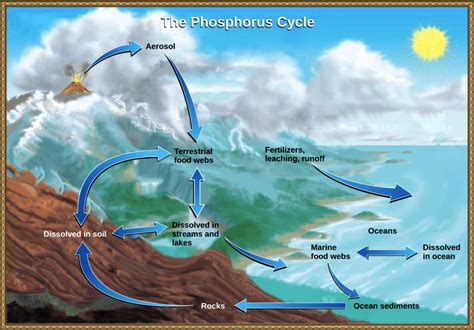 Phosphorus cycle: what is it and how does it work? - Electrical e ...
