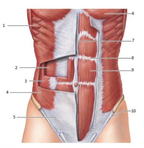 Abdominal Wall Part Diagram Quizlet