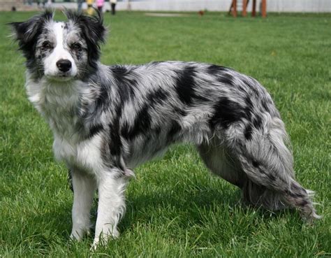 Why Do Border Collies Have White Tip Tail