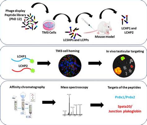 Phage Display Identified Novel Leydig Cell Homing Peptides For