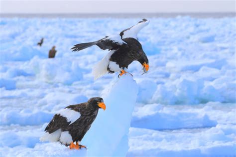 【動物好き必見】知床7種の野生動物の見どころとスタッフオススメ鑑賞時期北海道 世界遺産 知床第一ホテル【公式】