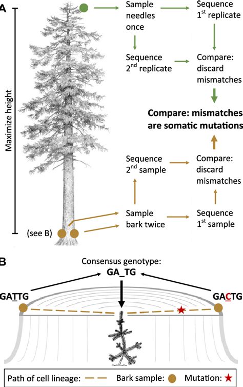 Schematic diagrams of (A) the protocol for detecting somatic mutations... | Download Scientific ...