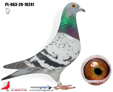 Racing Pigeon Auction