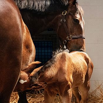 Mare & Foal Care Solutions