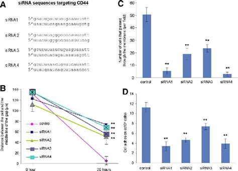 Sirna Against The Cd Utr Affects Adhesion Of Mda Mb Cells A