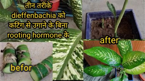 How To Grow Dieffenbachiadumb Cane From Cutting By Three Different