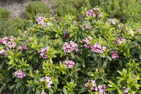 12 Beautiful Shrubs To Grow In Pots