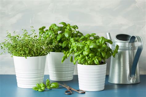 Growing herbs in pots - Plantura