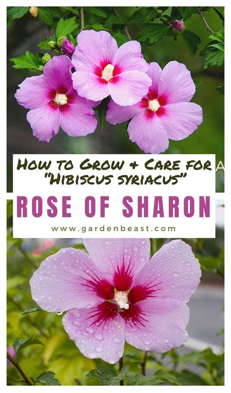 Guide To Rose Of Sharon How To Grow And Care For Hibiscus Syriacus