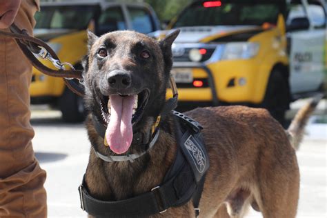 Polícia Rodoviária Utiliza Cães De Faro Contra O Tráfico De Drogas No