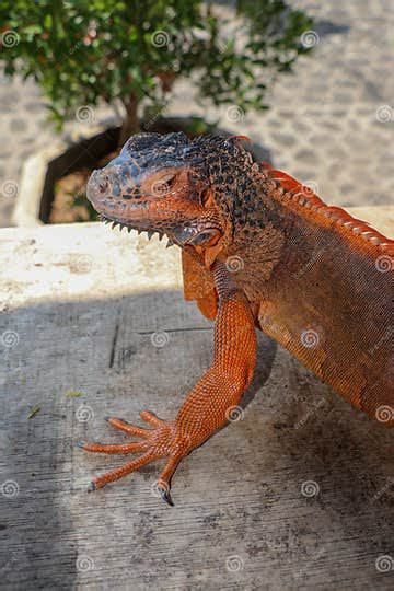 Portrait Side View Red Iguana On The Wood Focus On Head And Front Of