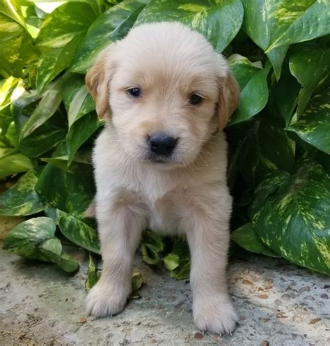 Bear Golden Retriever Puppy 614705 Puppyspot