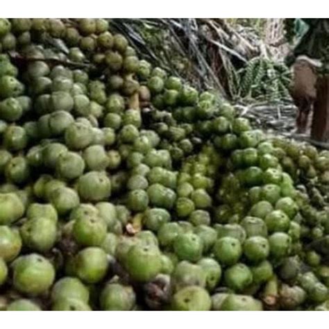 Jual Buah Aren Segar Bahan Kolang Kaling 1 Kg Shopee Indonesia