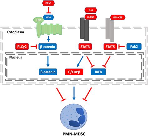 Frontiers Granulocytic Myeloid Derived Suppressor Cells As Negative