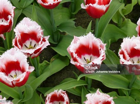 빨간 색과 흰색 튤립 와 이빨 꽃잎 0명에 대한 스톡 사진 및 기타 이미지 0명 4월 5월 Istock