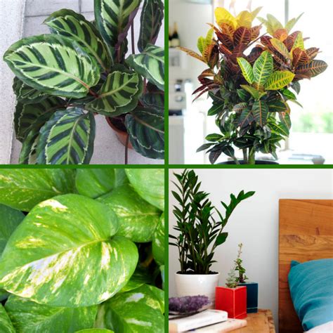 Ten Most Popular Houseplants On The GO Watters Garden Center