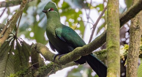 Discover The Top 10 Birds In Bwindi Forest