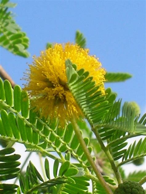 Acacia farnesiana (Sweet Acacia1) - Richard Lyons Nursery, Inc.