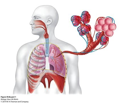 Lung Anatomy Diagram Quizlet