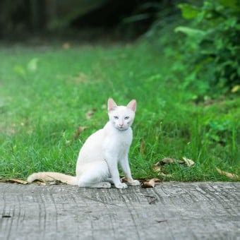 Cuáles son las palabras que aman los perros según la ciencia