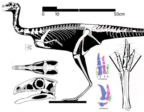 Limusaurus, Berthasaura, Incisivosaurus, Proarchaeopteryx and Caudipteryx