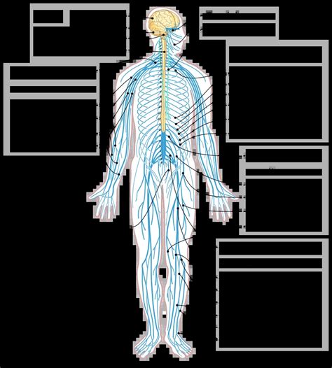 List of the nerves in the human body - Mobile Physiotherapy Clinic