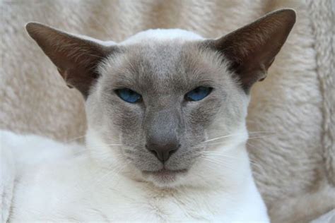 20 Facts That Will Make You Want A Siamese Cat Purr Craze