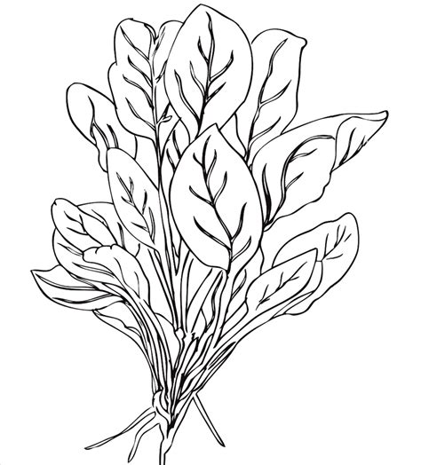 Kangkong Drawing