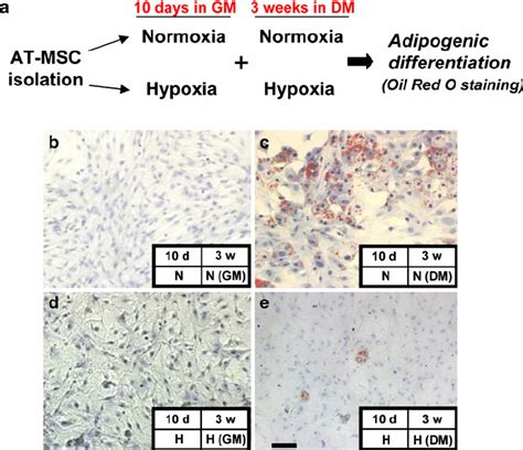 Hypoxia Promotes Proliferation And Inhibits At Msc Adipogenic