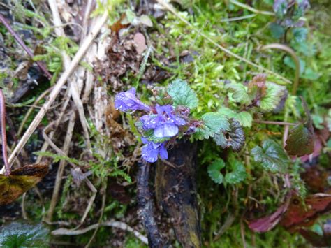 Gundermann Gundermann Glechoma Hederacea C Rainer Piet Flickr