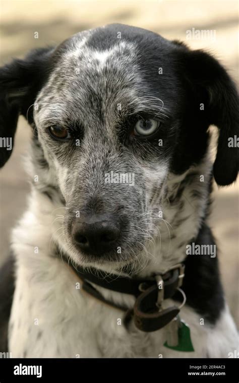 dog with two eyes of different colors Stock Photo - Alamy