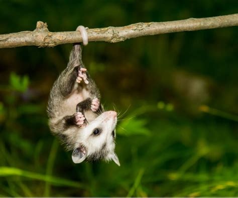 ¿Es posible tener una zarigüeya como mascota? - Mis Animales