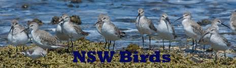 Gallery Birds Nsw