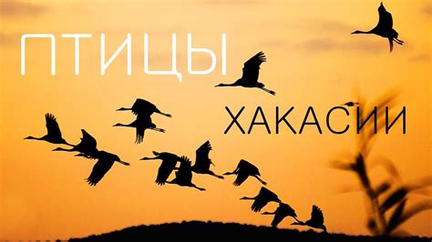 МИГРАЦИЯ ПТИЦ В ХАКАСИИ - YouTube