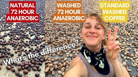 The Difference Between Natural And Washed Coffee 72 Hour Anaerobic