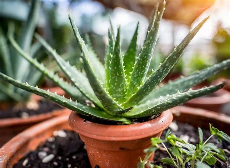 Aloes W Doniczce Perfekcyjna Metoda na Zdrową Uprawę Medycyna