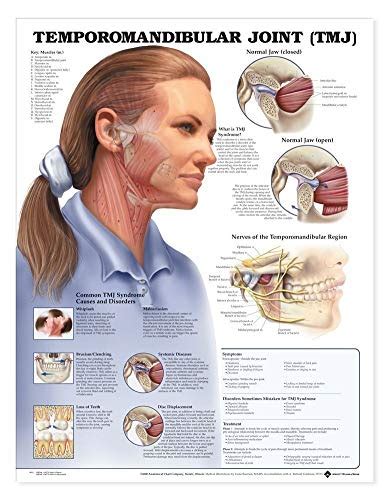 Temporomandibular Joint Tmj Anatomical Chart Anatomical Chart