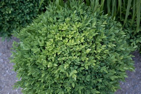 Buxus Sempervirens Características E Dicas De Cuidado Com Este Arbusto