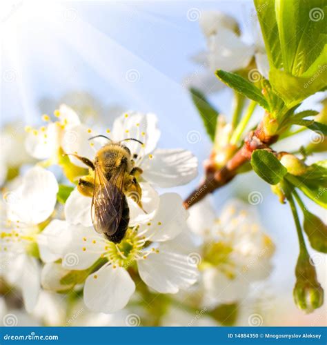 Ape Sul Fiore Fotografia Stock Immagine Di Giorno Immagine