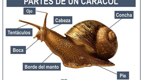 Snails Anatomy The Fascinating Body Of Mollusks Updated