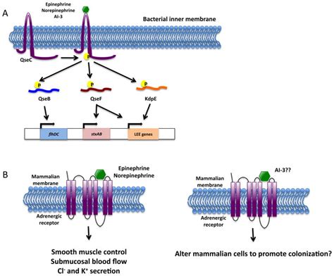 The Epinephrine Norepinephrine AI 3 Inter Kingdom Signaling System A