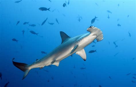 Hammerhead Shark Facts - Curious Insights And Discoveries!