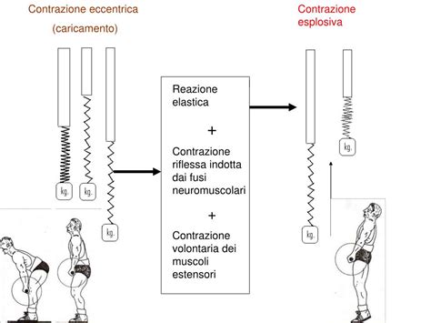 Ppt Traiettoria Del Bilanciere In Due Atleti Di Diversa Altezza Powerpoint Presentation Id